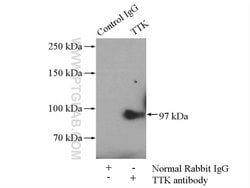 TTK Rabbit anti-Human, Polyclonal, Proteintech 150 &mu;L; Unconjugated:Antibodies,