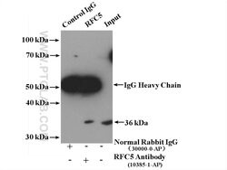 RFC5 Rabbit anti-Human, Mouse, Rat, Polyclonal, Proteintech 20 &mu;L; Unconjugated:Anticuerpos