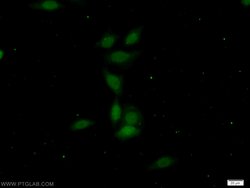 OCT1 Rabbit anti-Human, Porcine, Polyclonal, Proteintech:Antibodies:Primary