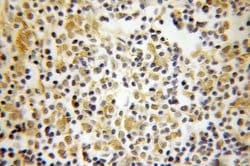 OCT1 Rabbit anti-Human, Porcine, Polyclonal, Proteintech:Antibodies:Primary