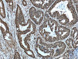 OCT1 Rabbit anti-Human, Porcine, Polyclonal, Proteintech:Antibodies:Primary