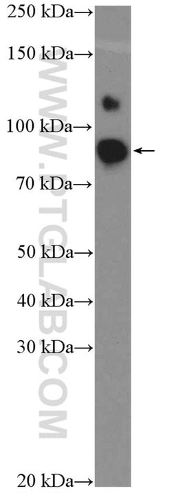 OCT1 Rabbit anti-Human, Porcine, Polyclonal, Proteintech:Antibodies:Primary
