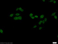 OCT1 Rabbit anti-Human, Porcine, Polyclonal, Proteintech:Antibodies:Primary