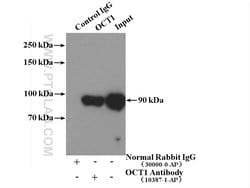 OCT1 Rabbit anti-Human, Porcine, Polyclonal, Proteintech:Antibodies:Primary