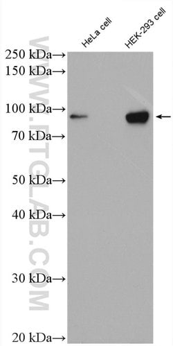 OCT1 Rabbit anti-Human, Porcine, Polyclonal, Proteintech:Antibodies:Primary