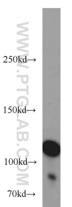 HGS Rabbit anti-Human, Mouse, Polyclonal, Proteintech 150 μL; Unconjugated:Antibodies,