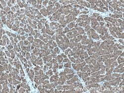 UGP2 Rabbit anti-Human, Mouse, Rat, Polyclonal, Proteintech:Antibodies:Primary