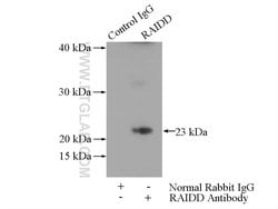 RAIDD Rabbit anti-Human, Mouse, Rat, Polyclonal, Proteintech:Antibodies:Primary