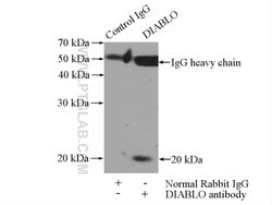 ICT1 Rabbit anti-Human, Mouse, Rat, Polyclonal, Proteintech 150 &mu;L;