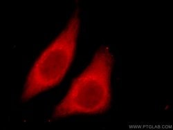 Proteintech Cytohesin 2 Rabbit anti-Human, Mouse, Rat, Polyclonal, Proteintech