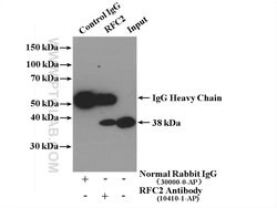 RFC2 Rabbit anti-Human, Mouse, Rat, Polyclonal, Proteintech 150 &mu;L;