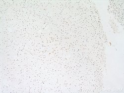 RPA2 Rabbit anti-Human, Mouse, Rat, Polyclonal, Proteintech:Antibodies:Primary