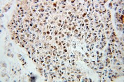 BCAS2 Rabbit anti-Human, Mouse, Non-human primate, Rat, Polyclonal, Proteintech