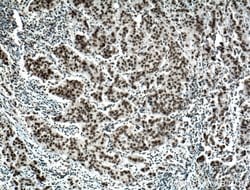 BCAS2 Rabbit anti-Human, Mouse, Non-human primate, Rat, Polyclonal, Proteintech
