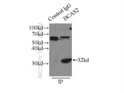 BCAS2 Rabbit anti-Human, Mouse, Non-human primate, Rat, Polyclonal, Proteintech