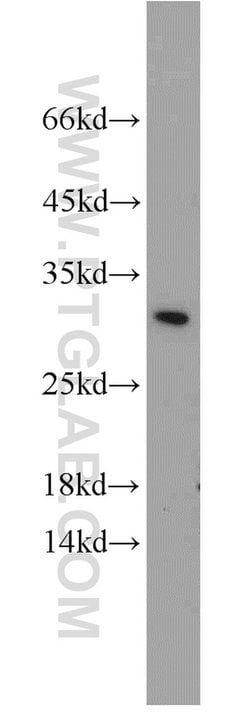 BCAS2 Rabbit anti-Human, Mouse, Non-human primate, Rat, Polyclonal, Proteintech