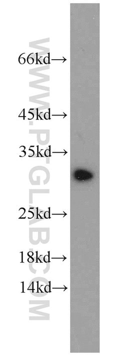 BCAS2 Rabbit anti-Human, Mouse, Non-human primate, Rat, Polyclonal, Proteintech