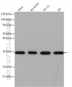 BCAS2 Rabbit anti-Human, Mouse, Non-human primate, Rat, Polyclonal, Proteintech