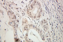 GATA3 Rabbit anti-Human, Mouse, Rat, Polyclonal, Proteintech 150 &mu;L;