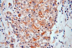 ENOX2 Rabbit anti-Human, Mouse, Polyclonal, Proteintech:Antibodies:Primary