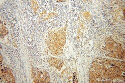 ENOX2 Rabbit anti-Human, Mouse, Polyclonal, Proteintech:Antibodies:Primary