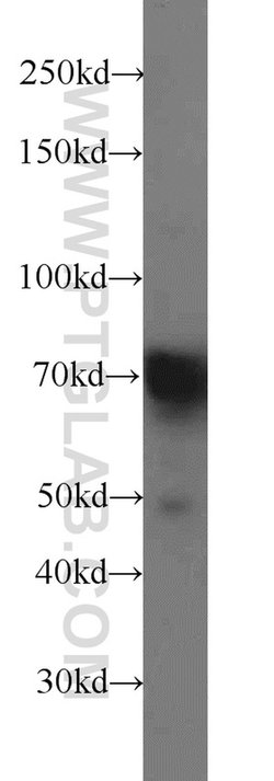 ENOX2 Rabbit anti-Human, Mouse, Polyclonal, Proteintech:Antibodies:Primary