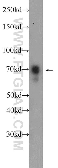 ENOX2 Rabbit anti-Human, Mouse, Polyclonal, Proteintech:Antibodies:Primary