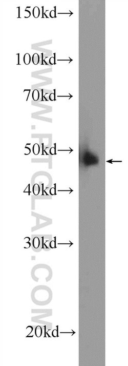 DDB2 Rabbit anti-Human, Mouse, Rat, Polyclonal, Proteintech:Antibodies:Primary