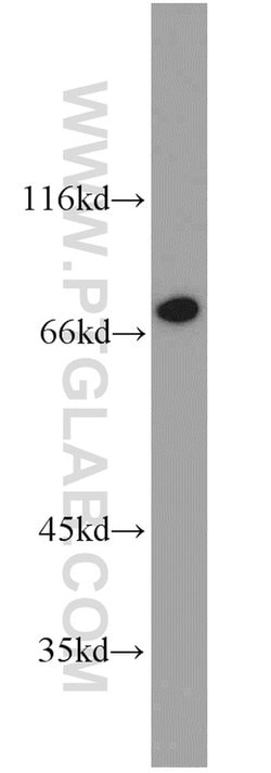 TORC1 Rabbit anti-Human, Mouse, Polyclonal, Proteintech:Antibodies:Primary