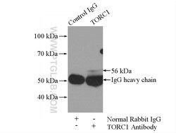 TORC1 Rabbit anti-Human, Mouse, Polyclonal, Proteintech:Antibodies:Primary