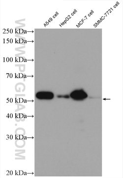 P53 Rabbit anti-Human, Mouse, Rat, Polyclonal, Proteintech 150 &mu;L | Buy Online | Proteintech Group Inc | Fisher Scientific