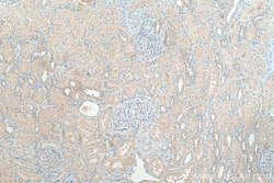 SLC43A1 Rabbit anti-Human, Polyclonal, ProteinTech 150 &mu;L; Unconjugated:Antibodies,