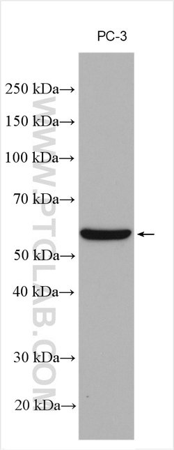 SLC43A1 Rabbit anti-Human, Polyclonal, ProteinTech 150 &mu;L; Unconjugated:Antibodies,