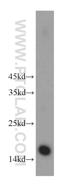 HIST3H2A Rabbit anti-Human, Mouse, Rat, Polyclonal, Proteintech:Antibodies:Primary