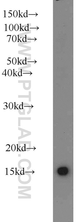 HIST3H2A Rabbit anti-Human, Mouse, Rat, Polyclonal, Proteintech:Antibodies:Primary