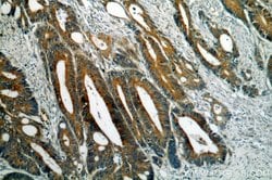 GADD34 Rabbit anti-Human, Mouse, Rat, Polyclonal, Proteintech 150 &mu;L;