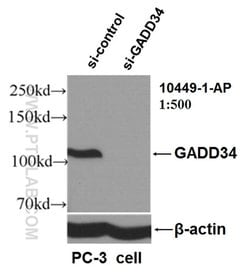 GADD34 Rabbit anti-Human, Mouse, Rat, Polyclonal, Proteintech 150 &mu;L;