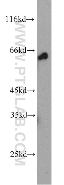 NELF-A Rabbit anti-Human, Mouse, Polyclonal, Proteintech 150 &mu;L; Unconjugated:Antibodies,