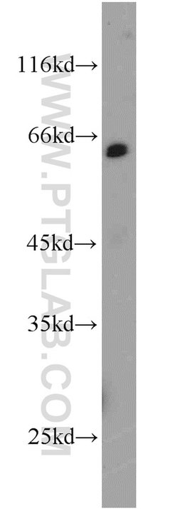 NELF-A Rabbit anti-Human, Mouse, Polyclonal, Proteintech 150 &mu;L; Unconjugated:Antibodies,