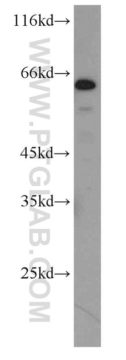 NELF-A Rabbit anti-Human, Mouse, Polyclonal, Proteintech 150 &mu;L; Unconjugated:Antibodies,