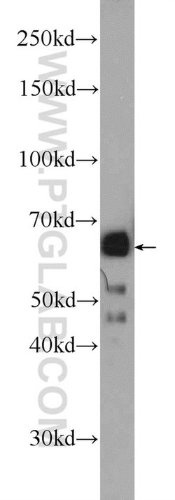 NELF-A Rabbit anti-Human, Mouse, Polyclonal, Proteintech 150 &mu;L; Unconjugated:Antibodies,