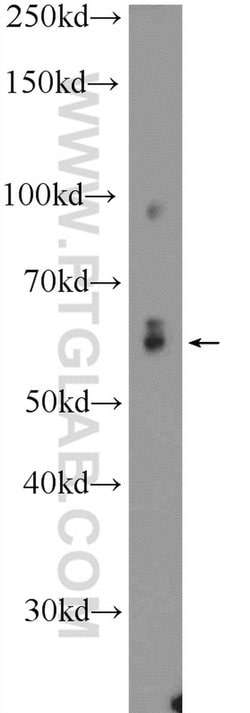 NELF-A Rabbit anti-Human, Mouse, Polyclonal, Proteintech 150 &mu;L; Unconjugated:Antibodies,