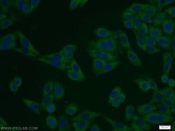 NELF-A Rabbit anti-Human, Mouse, Polyclonal, Proteintech 150 &mu;L; Unconjugated:Antibodies,