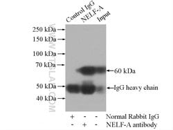 NELF-A Rabbit anti-Human, Mouse, Polyclonal, Proteintech 150 &mu;L; Unconjugated:Antibodies,