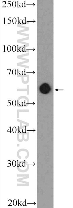 NELF-A Rabbit anti-Human, Mouse, Polyclonal, Proteintech 150 &mu;L; Unconjugated:Antibodies,