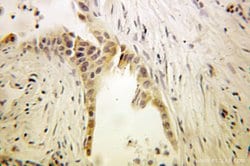 EEF1B2 Rabbit anti-Human, Mouse, Rat, Polyclonal, Proteintech 150 &mu;L;