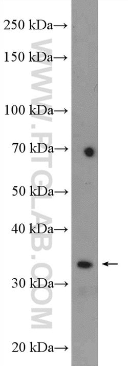 EEF1B2 Rabbit anti-Human, Mouse, Rat, Polyclonal, Proteintech 150 &mu;L;
