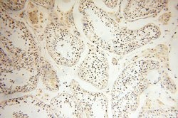 JUNB Rabbit anti-Human, Mouse, Rat, Polyclonal, Proteintech:Antibodies:Primary