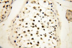 JUNB Rabbit anti-Human, Mouse, Rat, Polyclonal, Proteintech:Antibodies:Primary