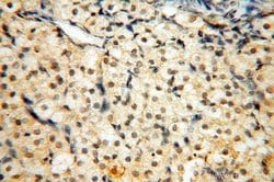 JUNB Rabbit anti-Human, Mouse, Rat, Polyclonal, Proteintech:Antibodies:Primary